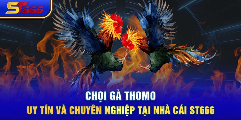 Chọi gà Thomo uy tín và chuyên nghiệp tại nhà cái ST666