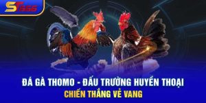 Đá Gà Thomo - Đấu Trường Huyền Thoại Chiến Thắng Vẻ Vang