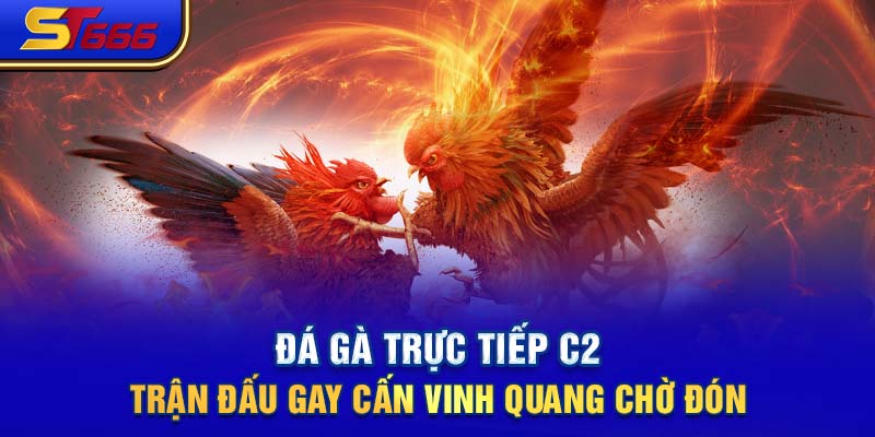 Đá Gà Trực Tiếp C2 - Trận Đấu Gay Cấn Vinh Quang Chờ Đón