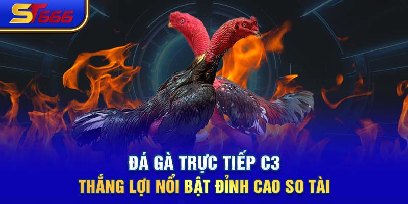 Đá Gà Trực Tiếp C3 - Thắng Lợi Nổi Bật Đỉnh Cao So Tài