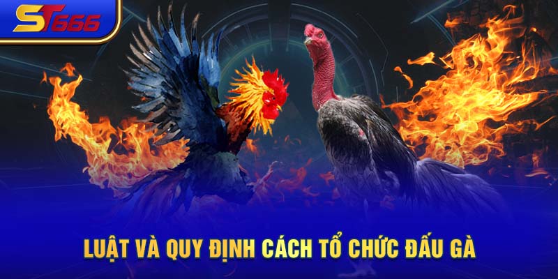 Luật và quy định cách tổ chức đấu gà