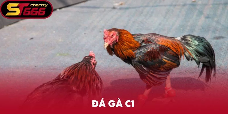 Đá Gà C1 – Giải Đấu Khắc Nghiệt Nhất Sảnh Game ST666
