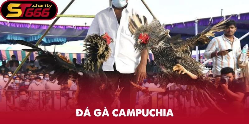 Đá Gà Campuchia ST666 – Trải Nghiệm Đỉnh Cao Từ Thomo