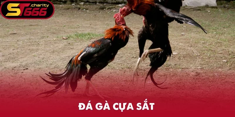 Cược Đá Gà Cựa Sắt Dễ Dàng Với 4 Tiêu Chí Chọn Chiến Kê