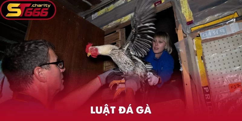 Luật Đá Gà ST666 – Áp Dụng 15 Điều Chuẩn Bạn Cần Biết
