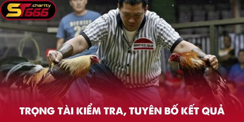 Trọng tài kiểm tra, tuyên bố kết quả theo luật đá gà